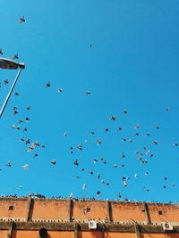 Low angle view of bird flying against blue sky