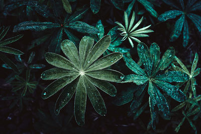 Close-up of wet leaves