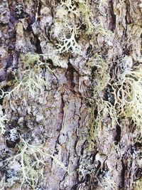 Close-up of tree trunk