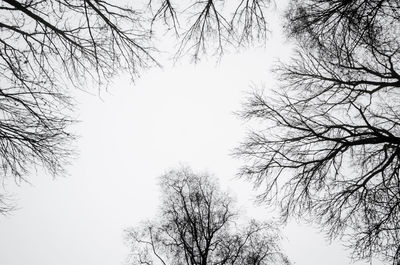 Low angle view of silhouette trees against sky