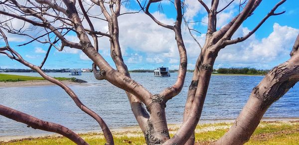 Bare tree by sea against sky