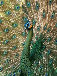 Close-up of peacock