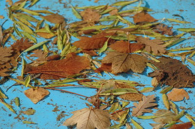Close-up of dry maple leaves against blue sky