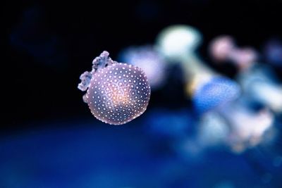 Close-up of jellyfish swimming in sea