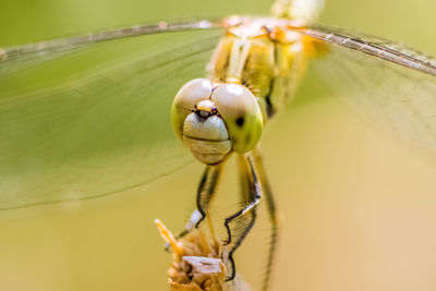 Close-up of insect on flower