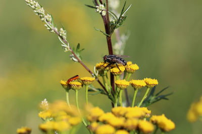 Flys on a flower