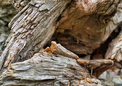 Abstract close-up of a tree trunk