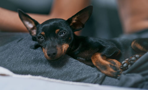 Close-up of dog