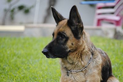 Close-up of dog looking away
