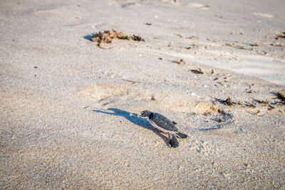 View of crab on sand