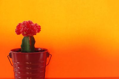 Close-up of red flower in vase