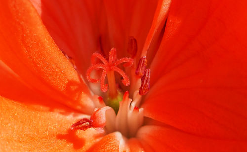 Extreme close-up of geranium flower