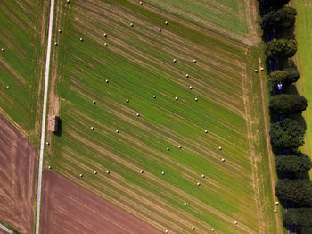 Scenic view of farm