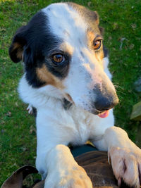 Close-up of dog looking away