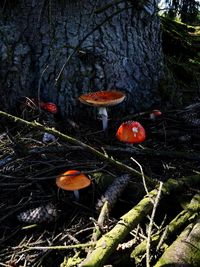 Close-up of mushroom growing in forest