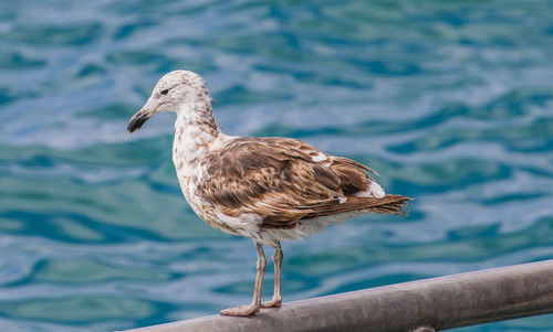 Close-up of seagull perching on a sea