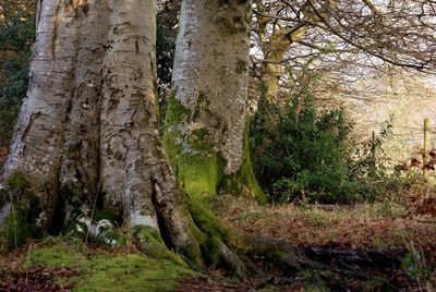 Trees in forest