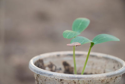 Close-up of small potted plant