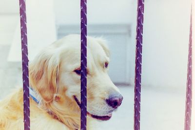 Close-up of golden retriever by fence