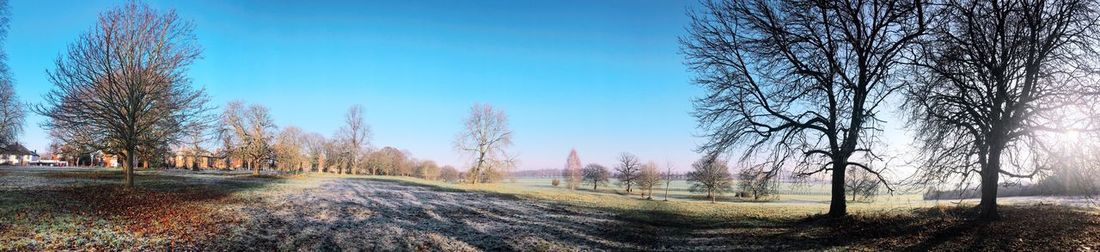 Road amidst bare trees against clear blue sky