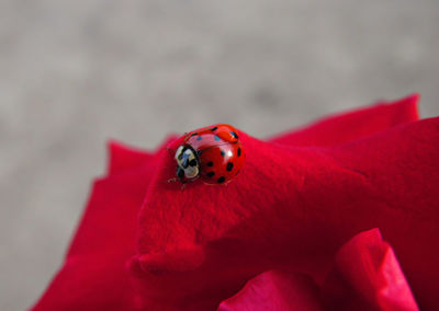 Close-up of ladybug on red flower