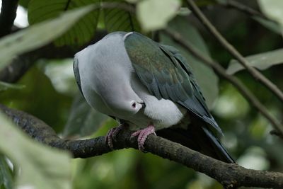 Close-up of bird perching on branch