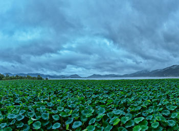 Panoramic view of a nelumbo nucifera pond on a cloudy day.