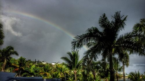 Palm trees against rainbow in sky