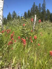 Red poppy flowers blooming on field