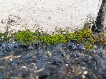 Close-up of moss growing on rock
