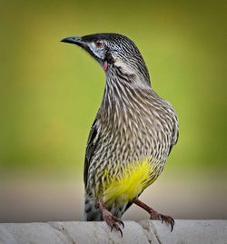 Close-up of red wattle  bird perching on a bird bath