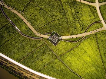 Directly above shot of green landscape