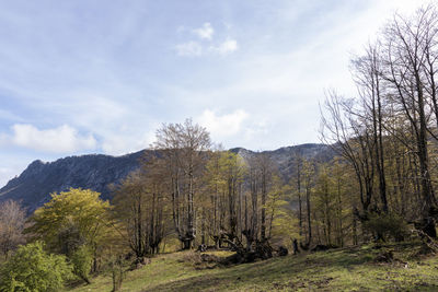 tree