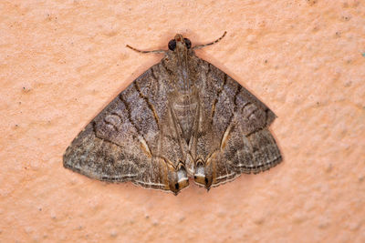 High angle view of insect on wall