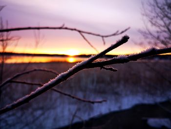 Close-up of frozen plant against sky during sunset