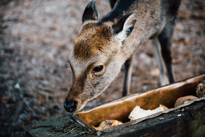 Close-up of deer