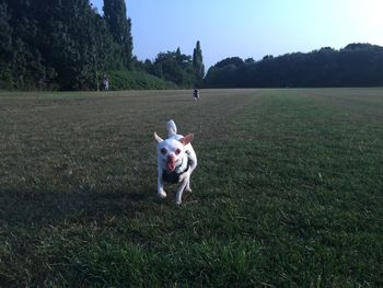 Portrait of dog on field against sky