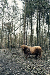 View of a tree trunk in the forest