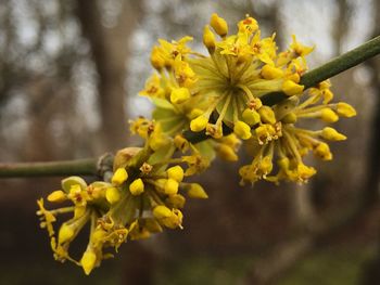 Close-up of yellow flowers