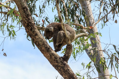 Low angle view of koala sleeping on tree against sky