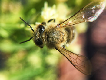 Bee Buzzing