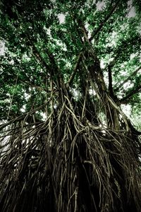 Low angle view of trees