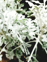 Close-up of water drops on white flower