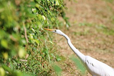 Bird on a field