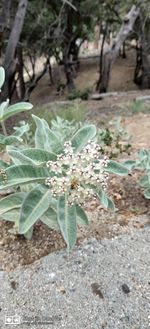 High angle view of flowering plant on field