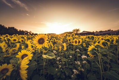 Sunflowers blooming in field against sky during sunset