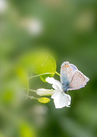 Close-up of insect on flower