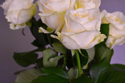 Close-up of rose plant