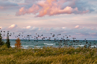 Flock of birds flying over sea