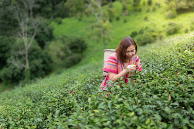 Asian woman picking tea in the tea field